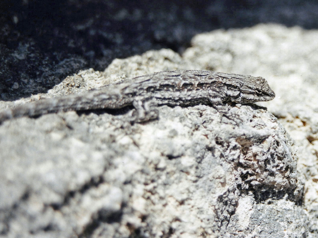 Well camouflaged lizard