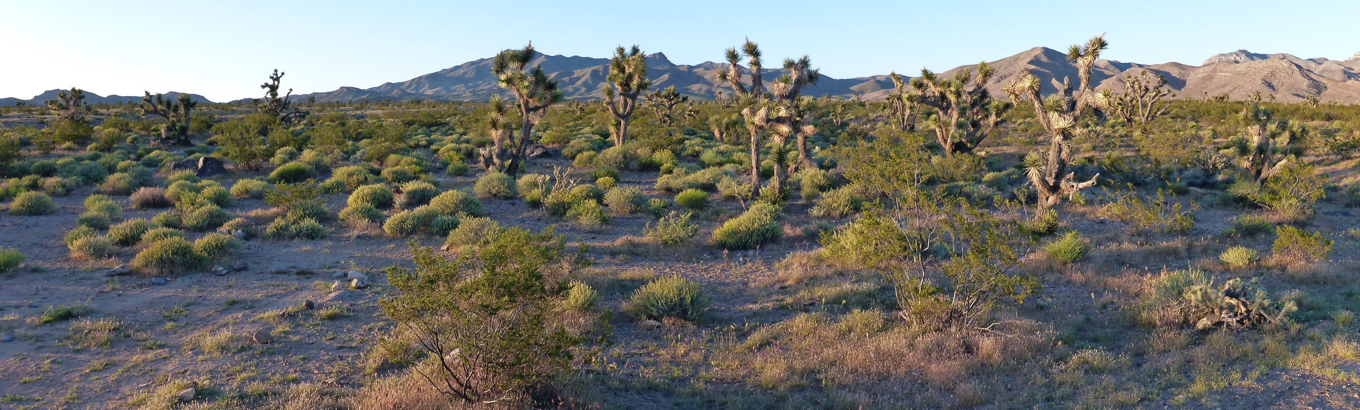 Joshua tree plain