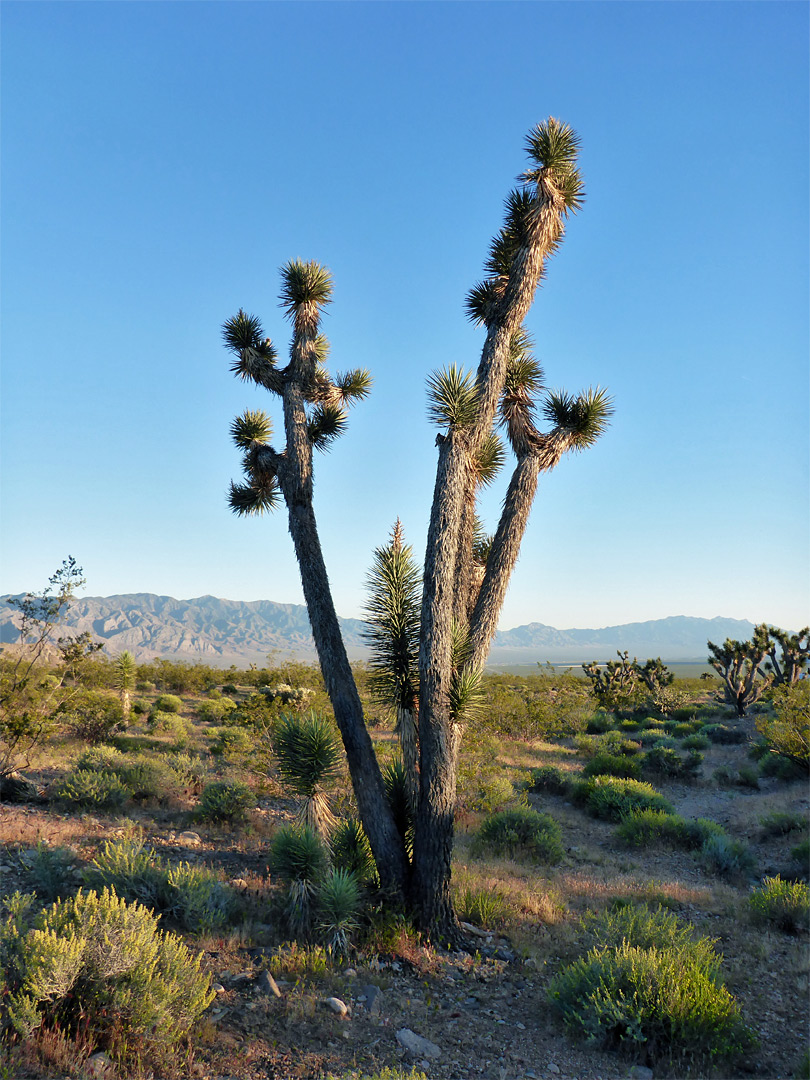 Tall Joshua tree