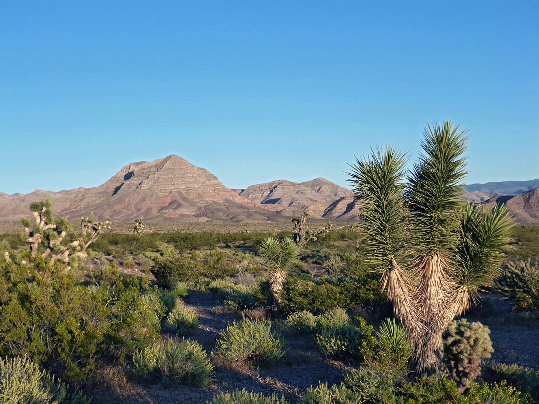 Young Joshua trees