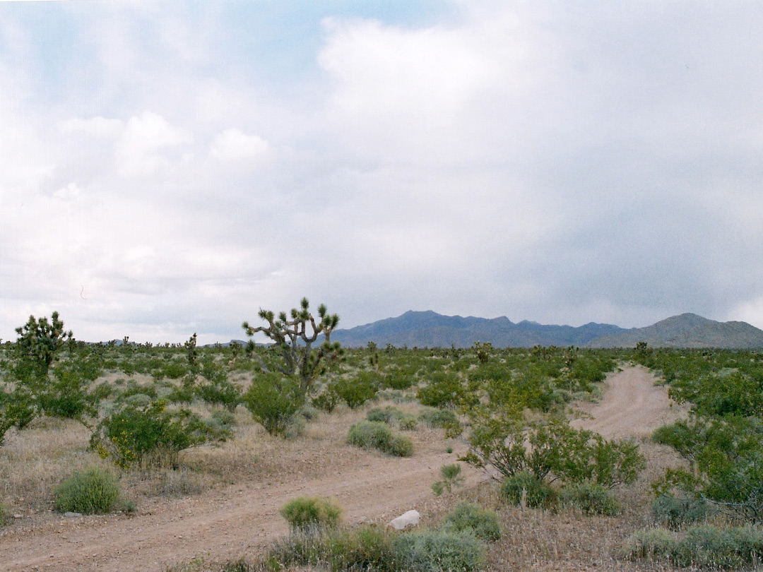 Road near Beaver Dam Wash