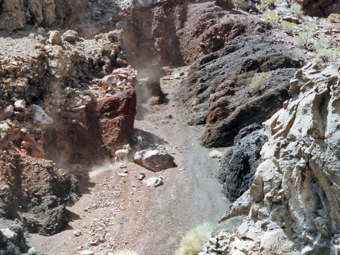 Bighorn Sheep