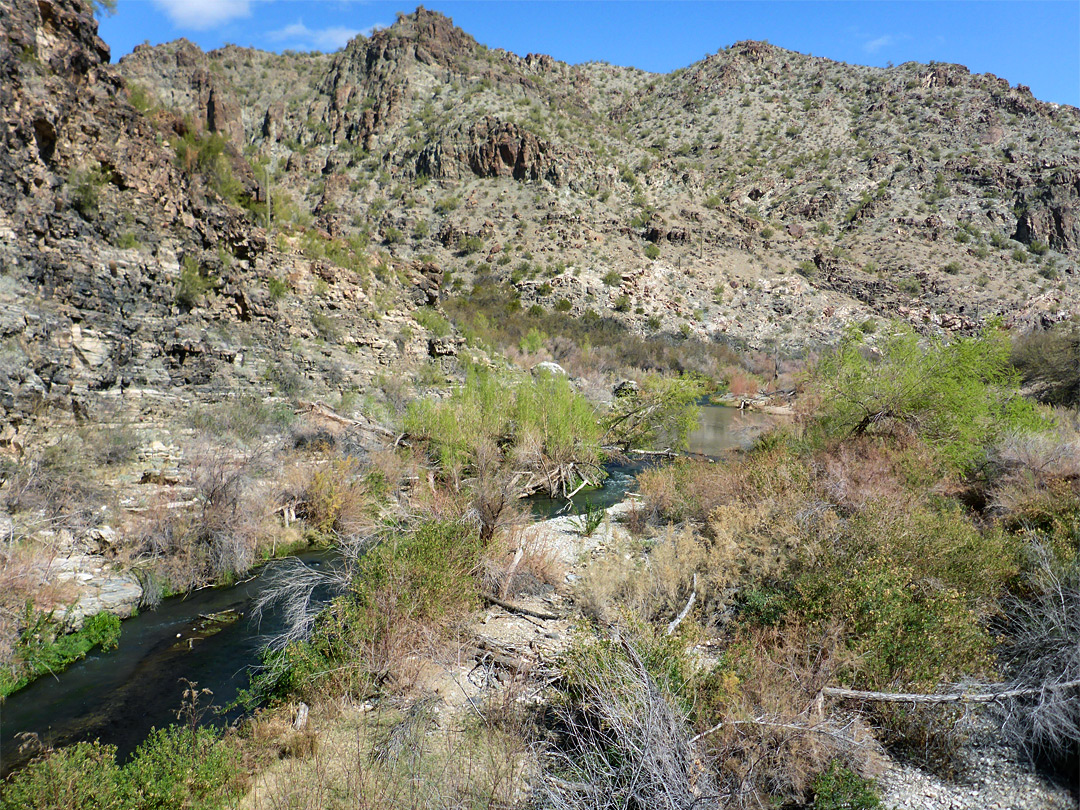 Bushes in the canyon