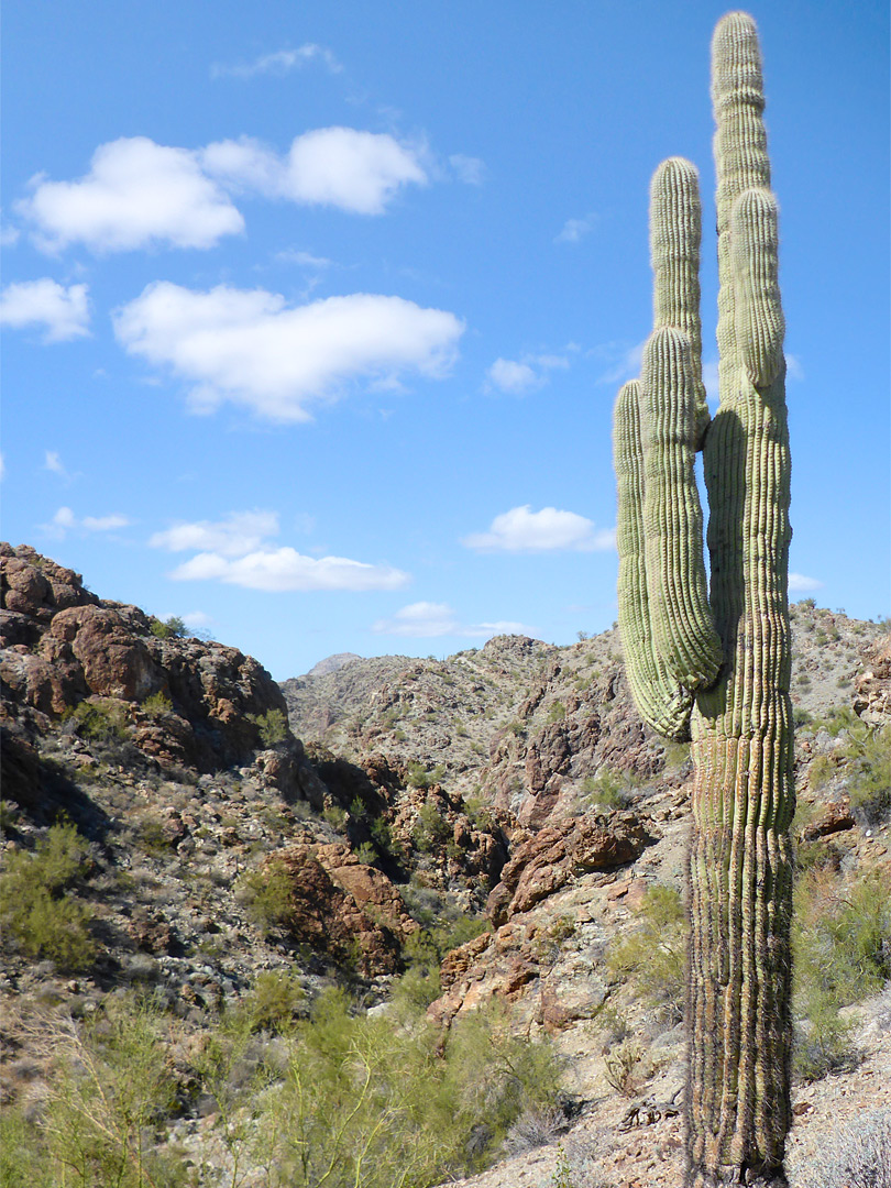 Saguaro