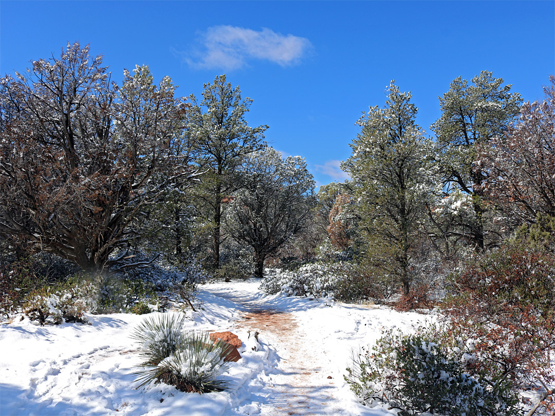 Pinyon-juniper trees