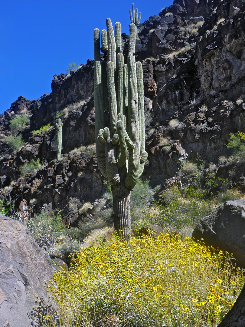 Brittlebush