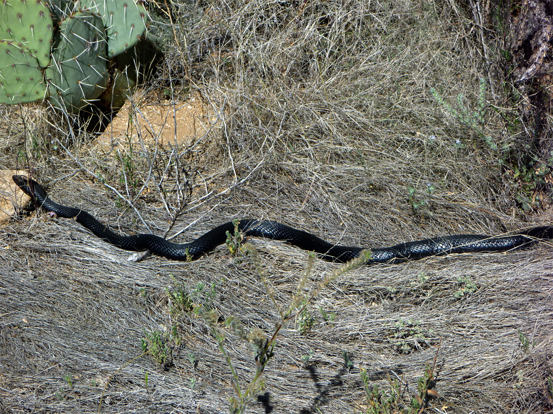 Black coachwhip