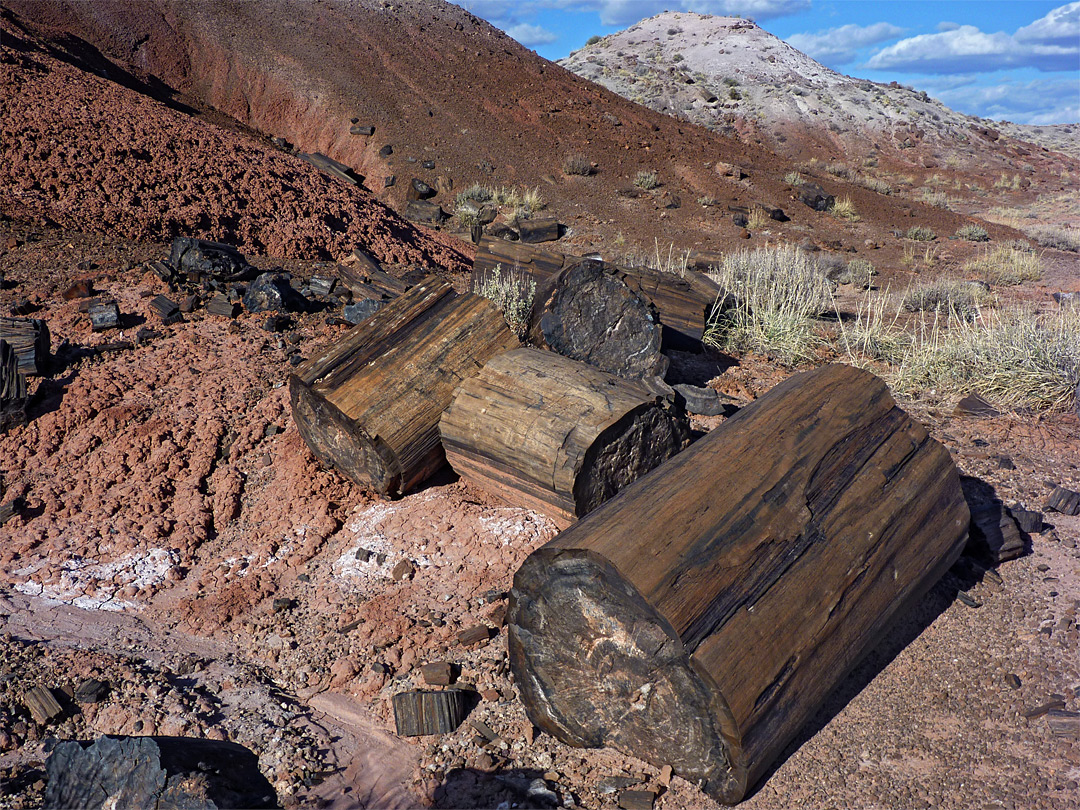 Petrified logs