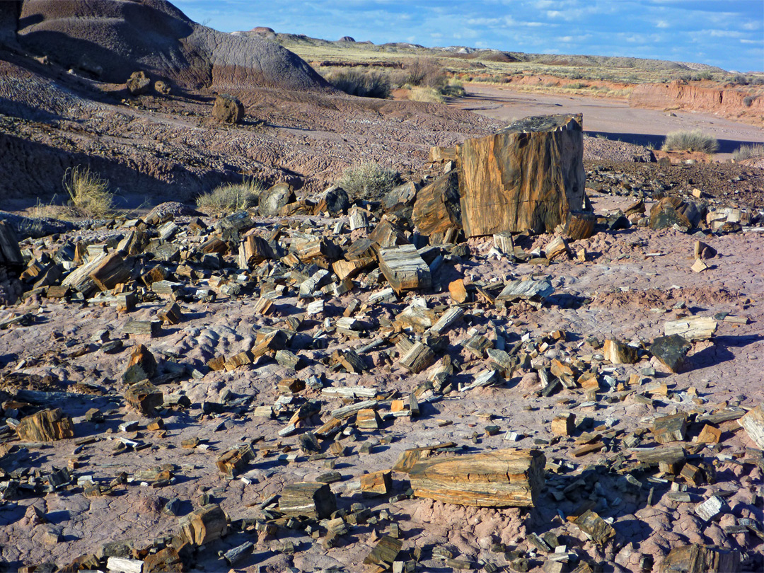 Eroding petrified wood