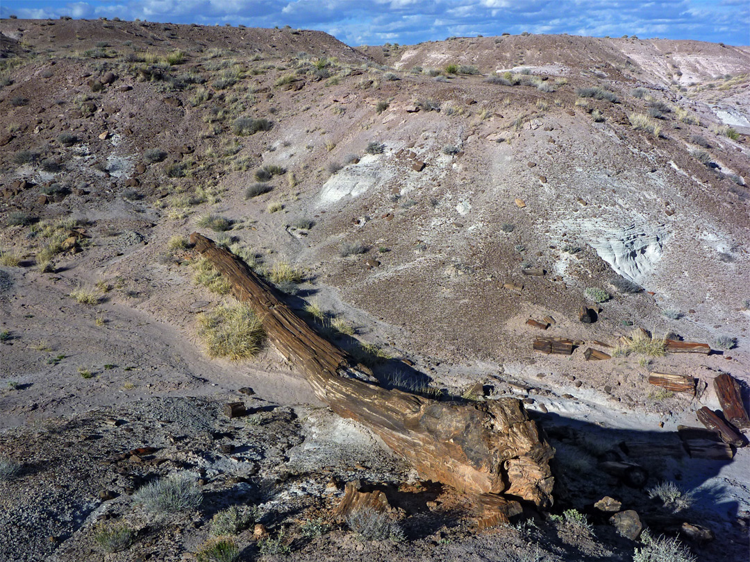 Long log