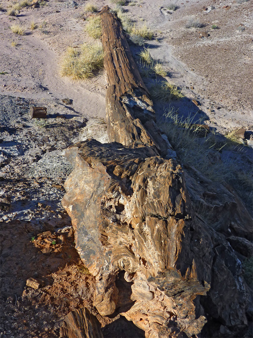 Roots of a petrified trunk