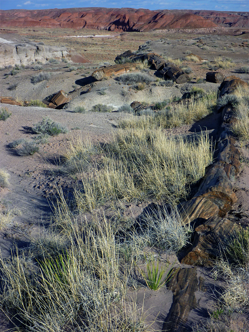 Long trunk, partly buried