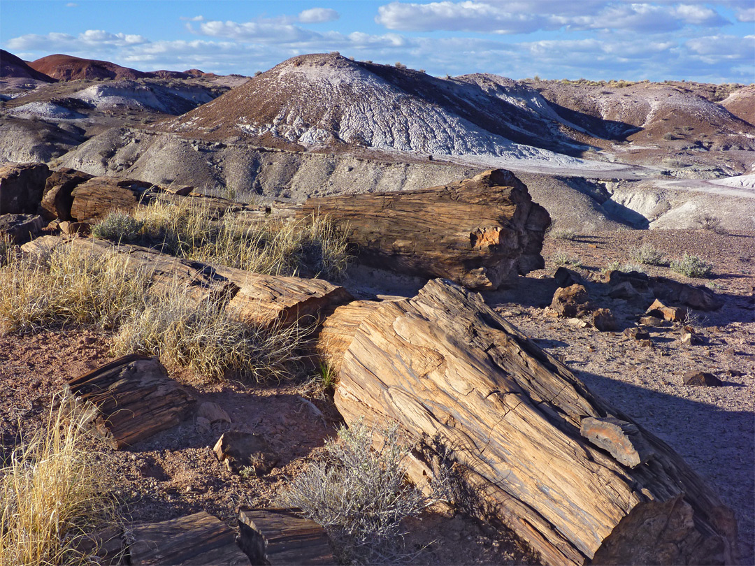 Logs and badlands