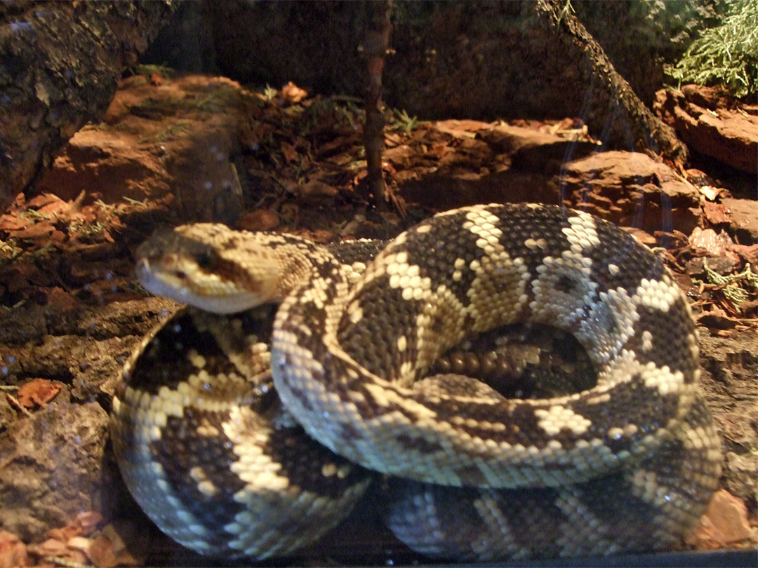 Black tailed rattlesnake