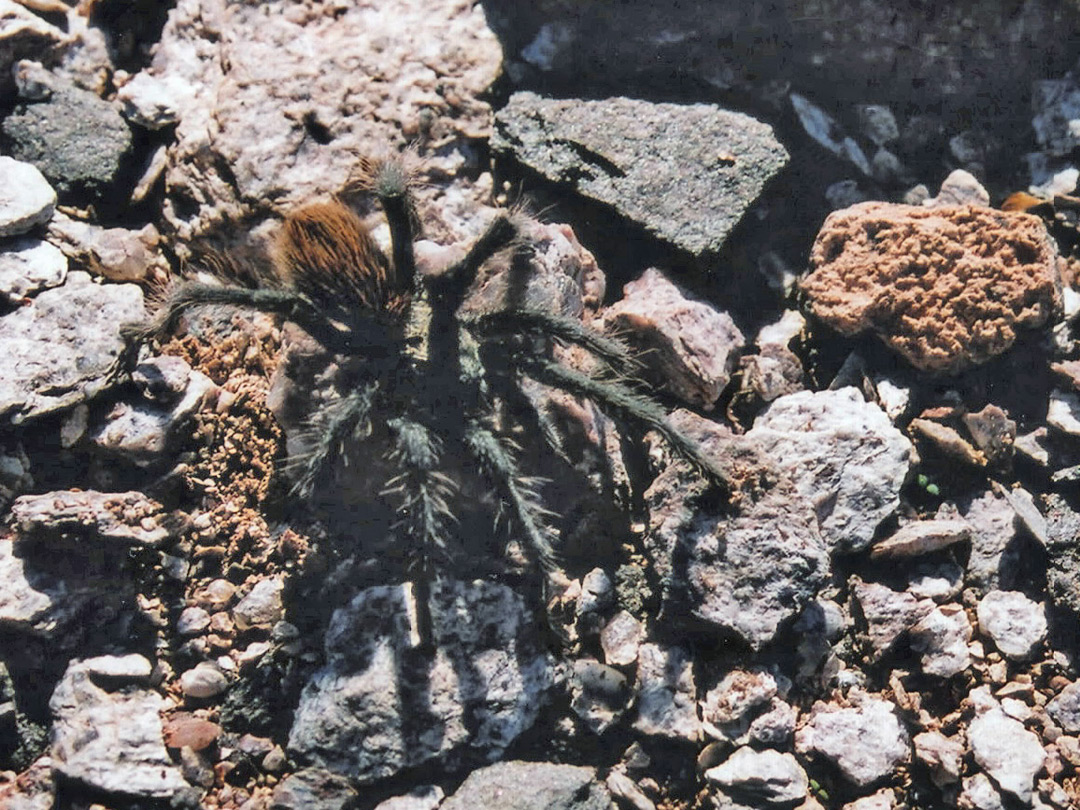 A desert tarantula