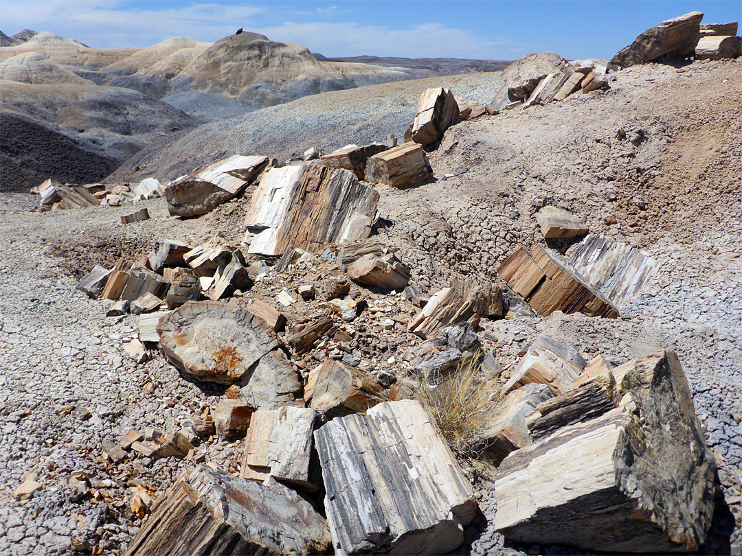 Petrified wood