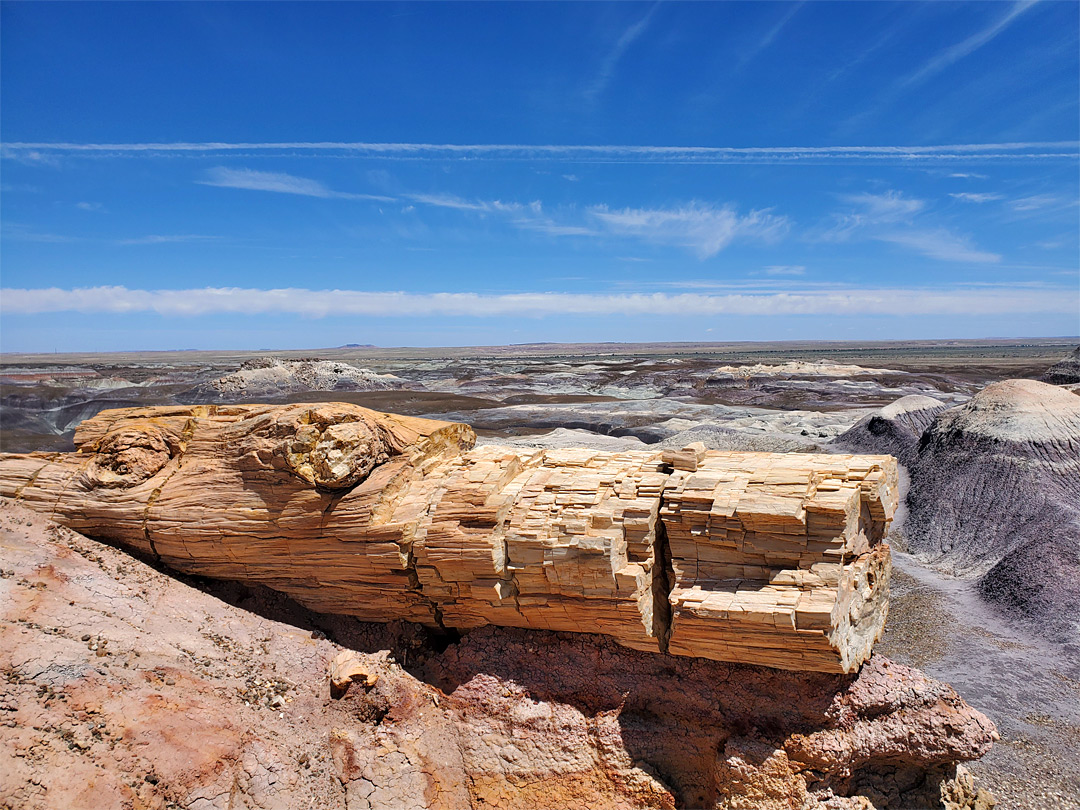 Petrified log