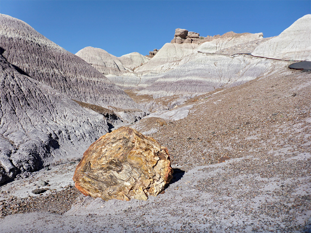 Isolated log