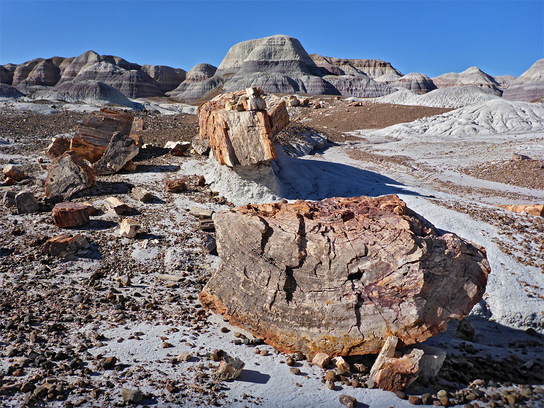 Petrified wood