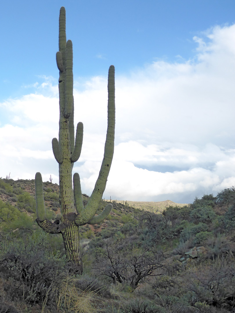 Saguaro