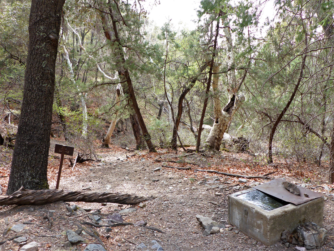 Tank at Bog Springs