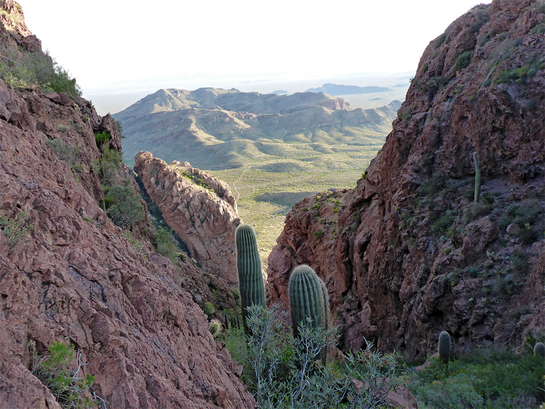 Saguaro in a ravine