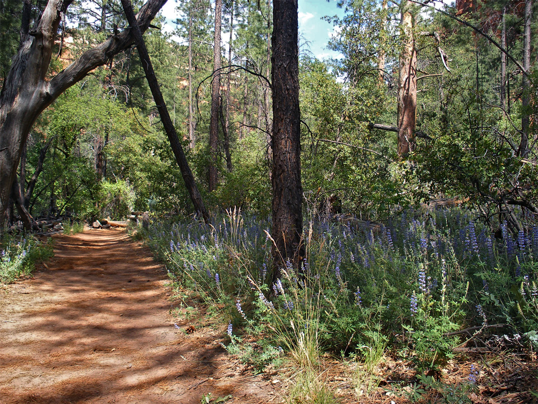 Flowers by the trail