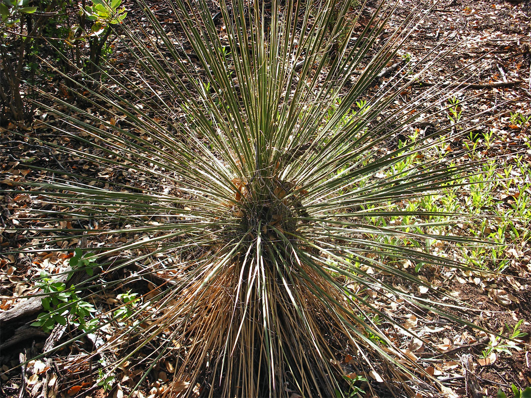 Narrow leaves of the soaptree yucca