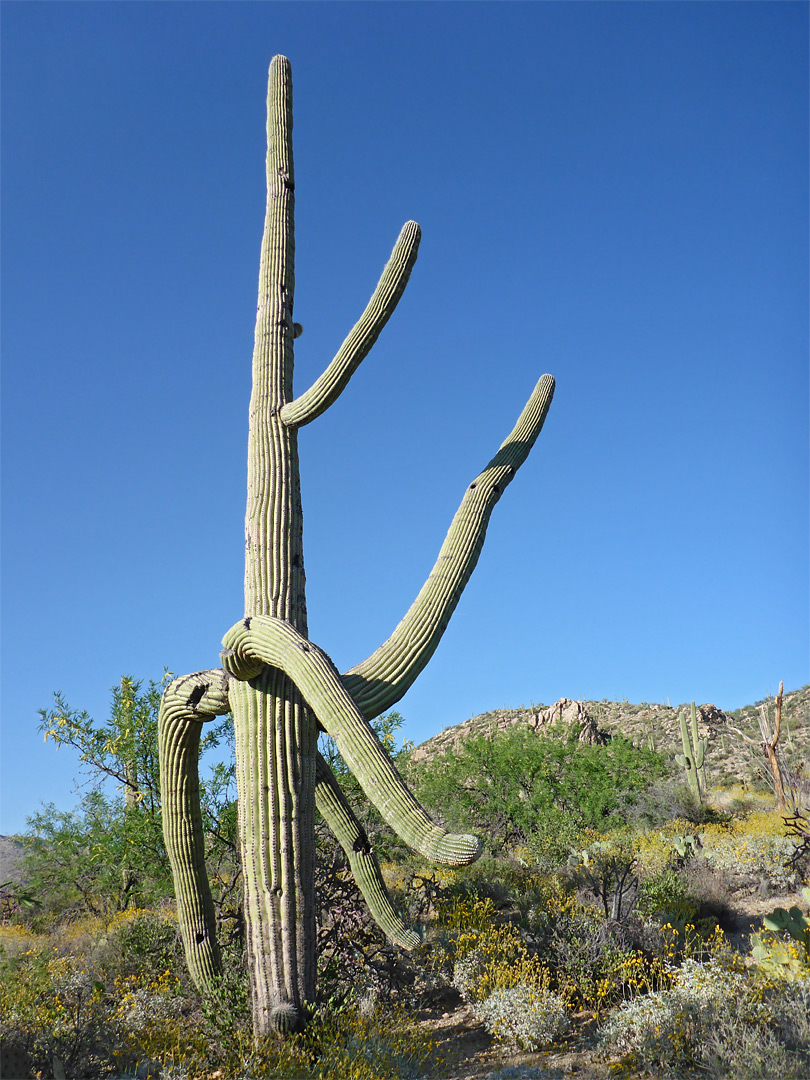 Branched saguaro