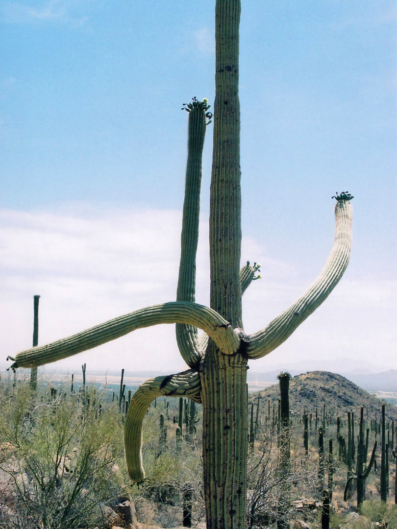 Branched saguaro