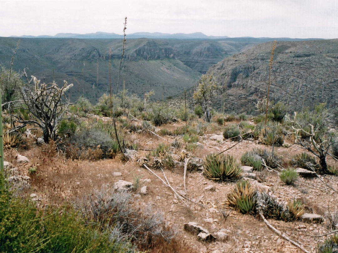Limestone plateau
