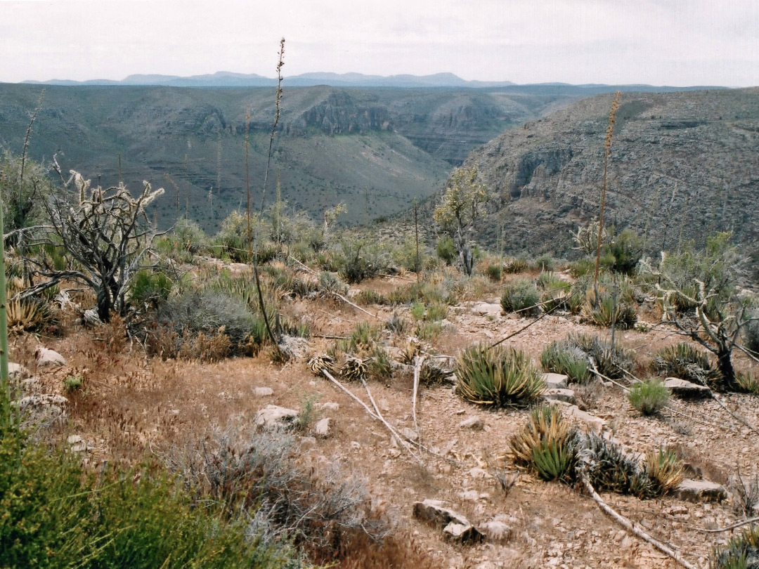 Limestone plateau