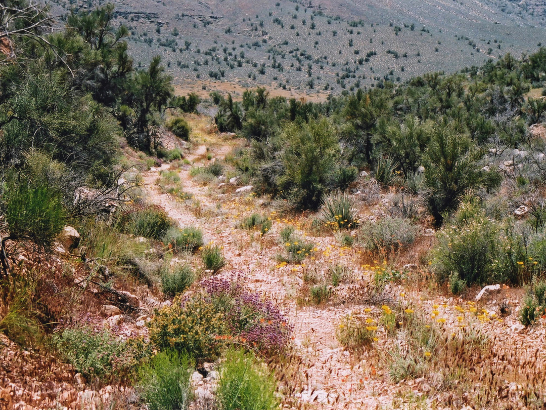 Flowers along the path