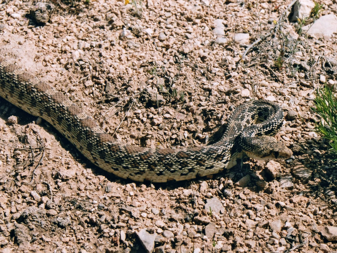 Bullsnake