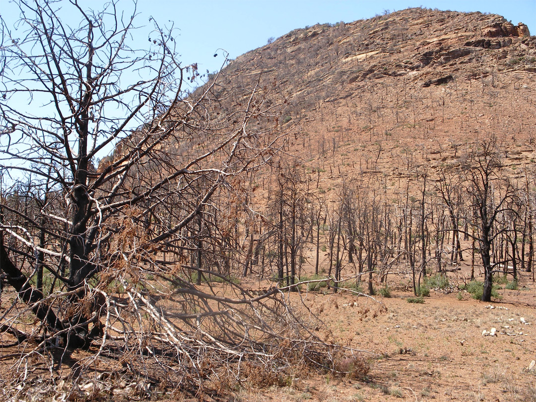 Burnt trees