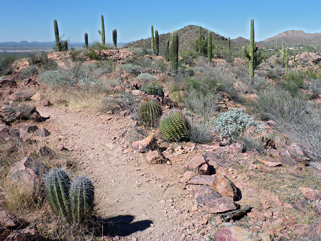 Varied desert plants