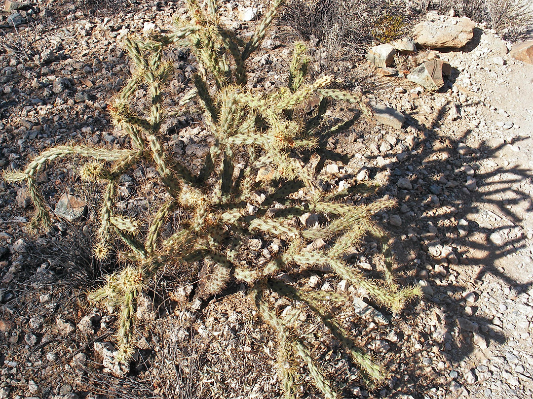 Yellowish spines