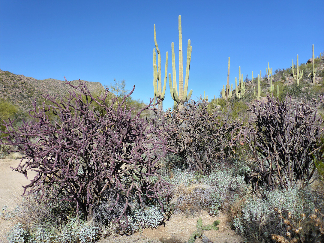 Cholla