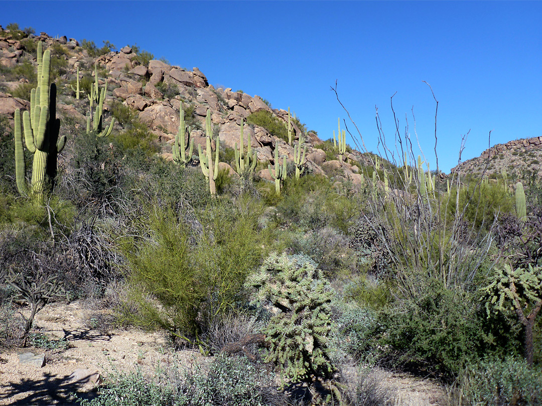 Wild Burro Canyon