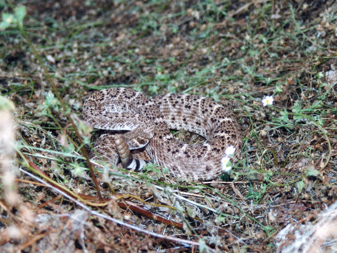 Western diamondback rattlesnake