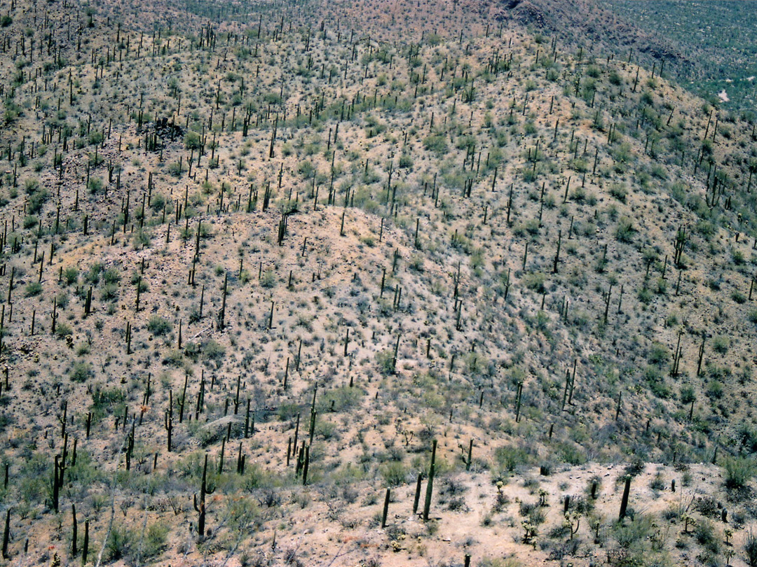 Cactus forest