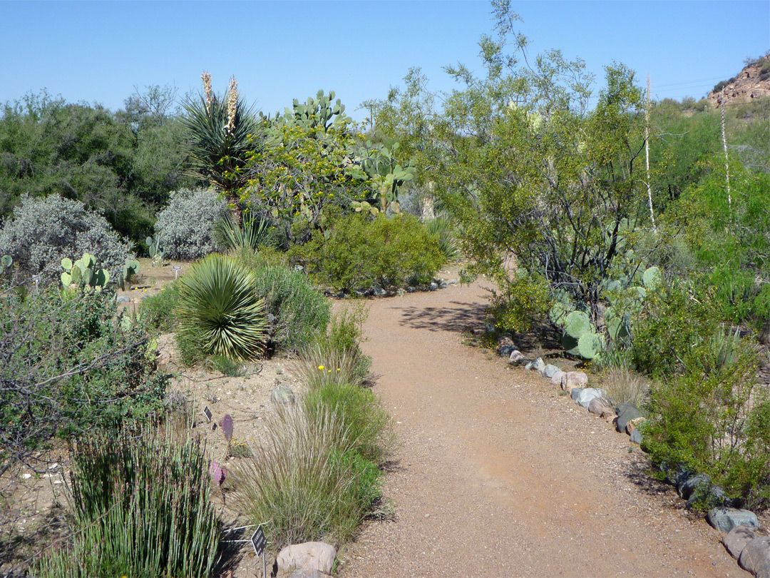 Desert plants