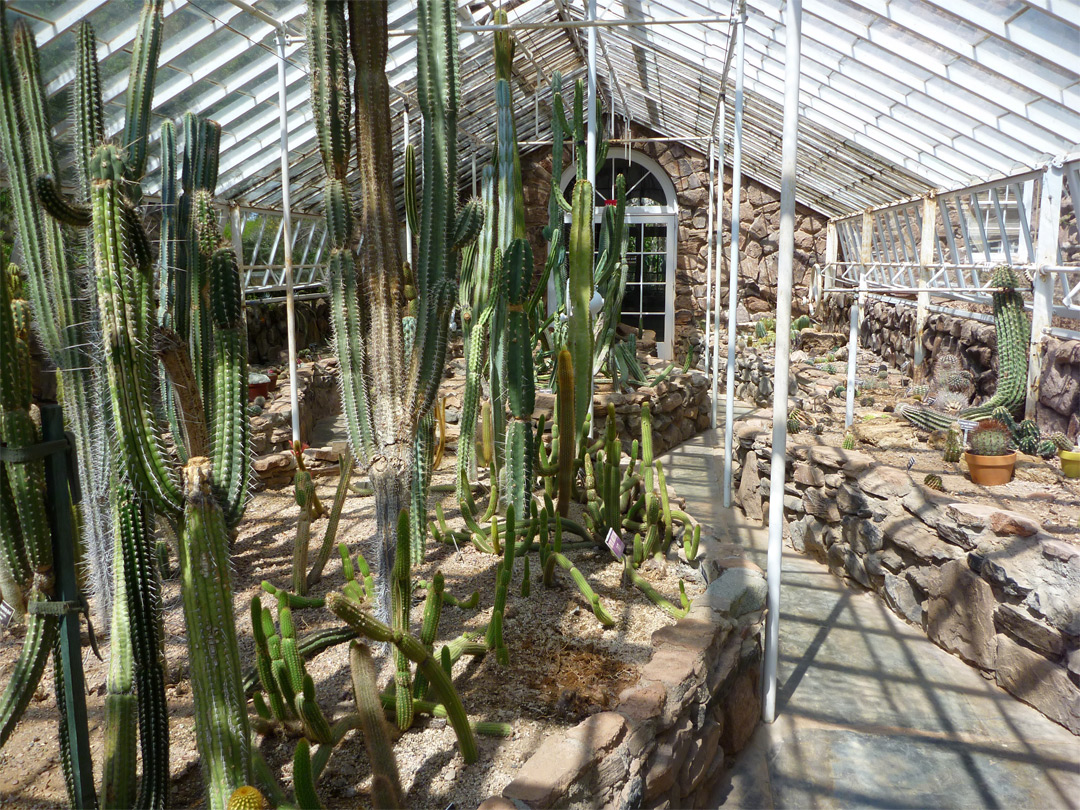 Cactus greenhouse