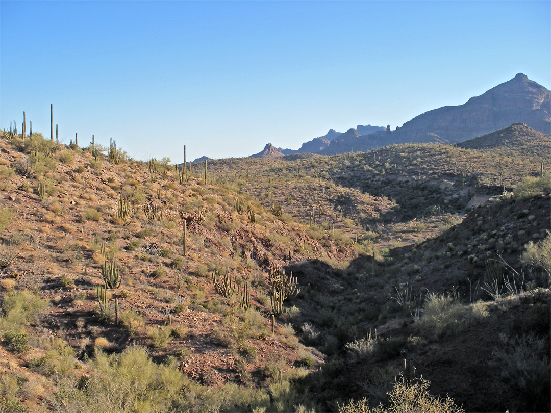 Cactus-covered hillside
