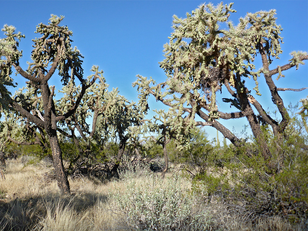 Jumping cholla