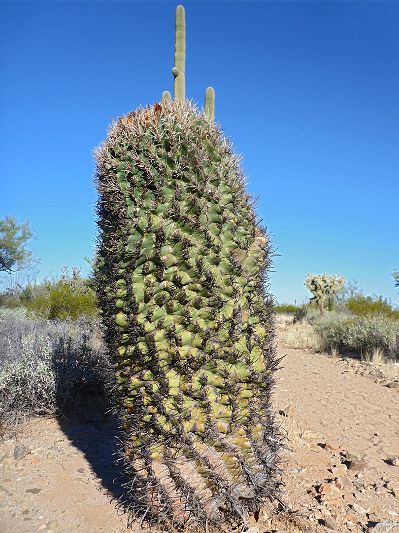 Cristate ferocactus