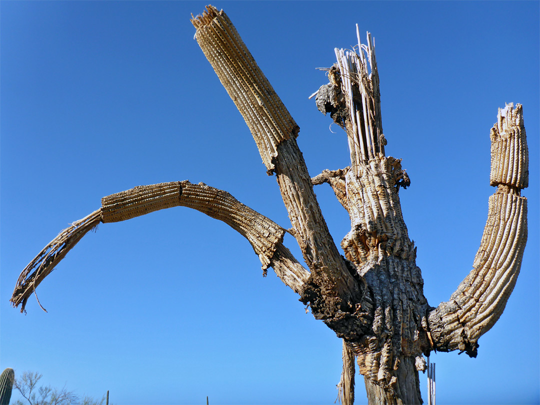 Dead saguaro branches