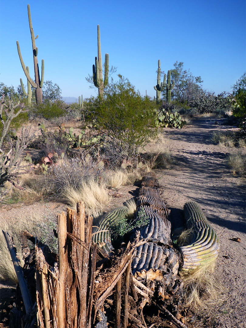 Fallen saguaro