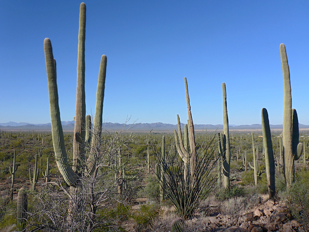 Group of saguaro