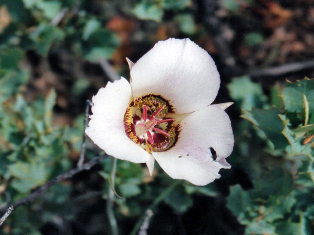 Calochortus ambiguus